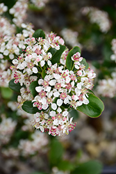 Low Scape Mound Aronia (Aronia melanocarpa 'UCONNAM165') at Parkland Garden Centre