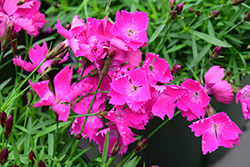 Beauties Kahori Pinks (Dianthus 'Kahori') at Parkland Garden Centre