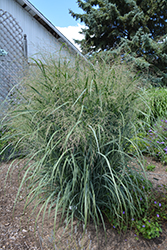 Northwind Switch Grass (Panicum virgatum 'Northwind') at Parkland Garden Centre