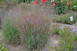 Cheyenne Sky Switch Grass (Panicum virgatum 'Cheyenne Sky') at Parkland Garden Centre
