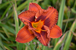 Mighty Chestnut Daylily (Hemerocallis 'Mighty Chestnut') at Parkland Garden Centre