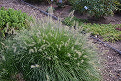 Little Bunny Dwarf Fountain Grass (Pennisetum alopecuroides 'Little Bunny') at Parkland Garden Centre