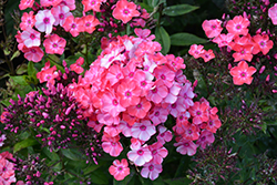 Garden Girls Glamour Girl Garden Phlox (Phlox paniculata 'Glamour Girl') at Parkland Garden Centre