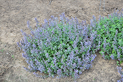 Picture Purrfect Catmint (Nepeta 'Picture Purrfect') at Parkland Garden Centre