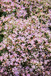 Rock 'N Round Pure Joy Stonecrop (Sedum 'Pure Joy') at Parkland Garden Centre