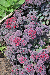 Rock 'N Grow Superstar Stonecrop (Sedum 'Superstar') at Parkland Garden Centre