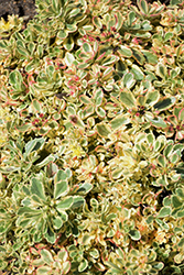 Rock 'N Low Boogie Woogie Stonecrop (Sedum 'Boogie Woogie') at Parkland Garden Centre