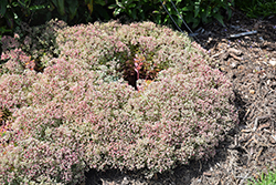 Steel The Show Stonecrop (Sedum 'Steel The Show') at Parkland Garden Centre