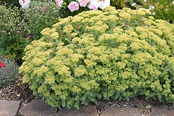 Rock 'N Grow Lemonjade Stonecrop (Sedum 'Lemonjade') at Parkland Garden Centre