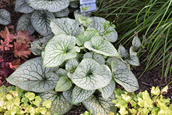 Queen of Hearts Bugloss (Brunnera macrophylla 'Queen of Hearts') at Parkland Garden Centre