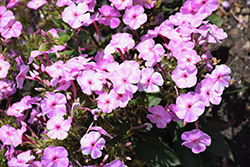 Garden Girls Uptown Girl Garden Phlox (Phlox paniculata 'Uptown Girl') at Parkland Garden Centre