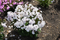 Garden Girls Party Girl Garden Phlox (Phlox paniculata 'Party Girl') at Parkland Garden Centre