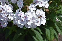 Garden Girls Party Girl Garden Phlox (Phlox paniculata 'Party Girl') at Parkland Garden Centre