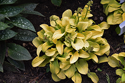 Sun Mouse Hosta (Hosta 'Sun Mouse') at Parkland Garden Centre