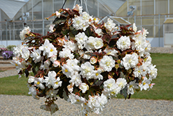 Nonstop Joy Mocca White Begonia (Begonia 'Nonstop Joy Mocca White') at Parkland Garden Centre