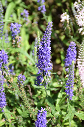 Moody Blues Dark Blue Speedwell (Veronica 'Novaverblu') at Parkland Garden Centre