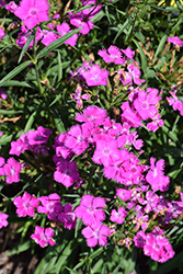 Rockin' Purple Pinks (Dianthus 'PAS1350219') at Parkland Garden Centre