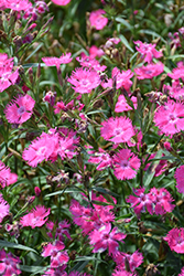 Rockin' Rose Pinks (Dianthus 'PAS1350215') at Parkland Garden Centre