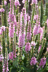 Moody Blues Dark Pink Speedwell (Veronica 'Balmoodink') at Parkland Garden Centre