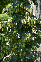 Cascade Hops (Humulus lupulus 'Cascade') at Parkland Garden Centre