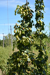 Cascade Hops (Humulus lupulus 'Cascade') at Parkland Garden Centre