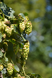 Cascade Hops (Humulus lupulus 'Cascade') at Parkland Garden Centre