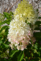 Zinfin Doll Hydrangea (Hydrangea paniculata 'SMNHPRZEP') at Parkland Garden Centre