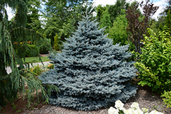 Montgomery Blue Spruce (Picea pungens 'Montgomery') at Parkland Garden Centre