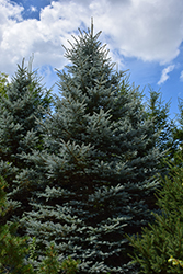 Baby Blue Eyes Spruce (Picea pungens 'Baby Blue Eyes') at Parkland Garden Centre