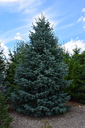 Bonny Blue Blue Spruce (Picea pungens 'Bonny Blue') at Parkland Garden Centre