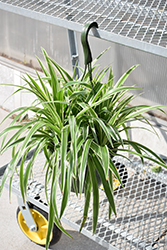 Variegated Spider Plant (Chlorophytum comosum 'Variegatum') at Parkland Garden Centre