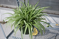 Vittatum Spider Plant (Chlorophytum comosum 'Vittatum') at Parkland Garden Centre