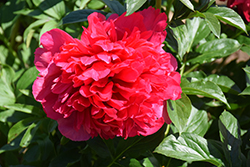 Command Performance Peony (Paeonia 'Command Performance') at Parkland Garden Centre