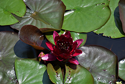 Almost Black Hardy Water Lily (Nymphaea 'Almost Black') at Parkland Garden Centre