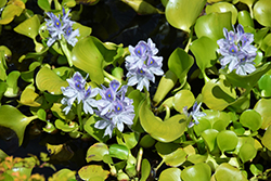 Water Hyacinth (Eichhornia crassipes) at Parkland Garden Centre