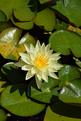 Charlene Strawn Hardy Water Lily (Nymphaea 'Charlene Strawn') at Parkland Garden Centre