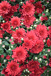 Fiesta Red Chrysanthemum (Chrysanthemum 'Fiesta Red') at Parkland Garden Centre