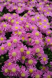 Kickin Carmine Red Aster (Symphyotrichum 'Kickin Carmine Red') at Parkland Garden Centre