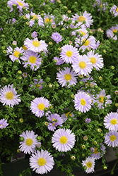 Kickin Lavender Aster (Symphyotrichum 'Kickin Lavender') at Parkland Garden Centre