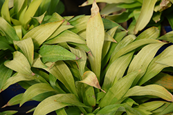 Munchkin Fire Hosta (Hosta 'Munchkin Fire') at Parkland Garden Centre