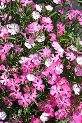 Rockin' Pink Magic Pinks (Dianthus 'PAS1350217') at Parkland Garden Centre