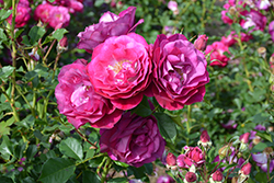 Wild Blue Yonder Rose (Rosa 'Wild Blue Yonder') at Parkland Garden Centre