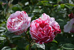 Scentimental Rose (Rosa 'Scentimental') at Parkland Garden Centre