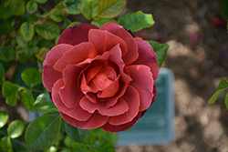 Hot Cocoa Rose (Rosa 'Hot Cocoa') at Parkland Garden Centre