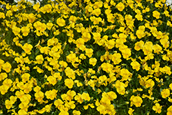 Penny Yellow Pansy (Viola cornuta 'Penny Yellow') at Parkland Garden Centre