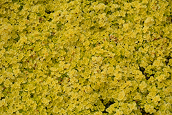 Golden Stonecrop (Sedum makinoi 'Ogon') at Parkland Garden Centre