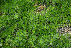 Irish Moss (Sagina subulata) at Parkland Garden Centre