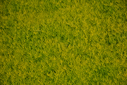 Scotch Moss (Sagina subulata 'Aurea') at Parkland Garden Centre
