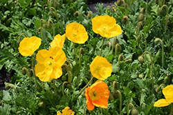 Champagne Bubbles Yellow Poppy (Papaver nudicaule 'Champagne Bubbles Yellow') at Parkland Garden Centre