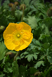 Champagne Bubbles Yellow Poppy (Papaver nudicaule 'Champagne Bubbles Yellow') at Parkland Garden Centre